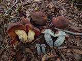 Boletus subluridellus image