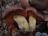 Boletus subluridellus image