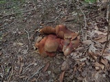 Boletus subluridellus image