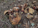 Boletus subluridellus image