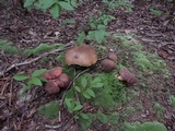 Boletus subluridellus image