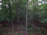 Boletus subluridellus image
