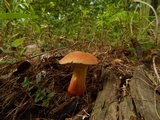 Lanmaoa pseudosensibilis image