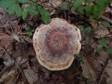 Laetiporus persicinus image
