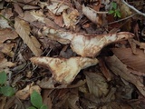 Laetiporus persicinus image