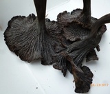 Craterellus venosus image