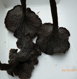 Craterellus venosus image