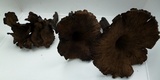 Craterellus venosus image
