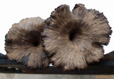 Craterellus venosus image