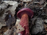 Butyriboletus frostii image