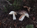 Xanthoconium affine image