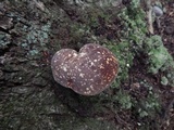 Xanthoconium affine image