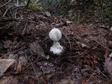 Amanita abrupta image