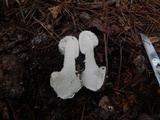 Amanita abrupta image