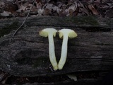 Leccinum rubropunctum image