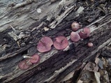 Callistosporium purpureomarginatum image