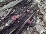 Callistosporium purpureomarginatum image