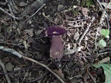 Tylopilus badiceps image