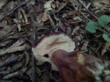 Tylopilus badiceps image