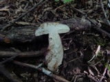 Tylopilus badiceps image