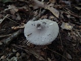 Amanita sect. Vaginatae image