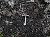 Amanita sect. Vaginatae image