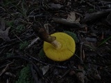 Aureoboletus innixus image