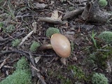 Aureoboletus innixus image