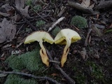 Aureoboletus innixus image
