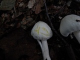 Agaricus silvicola image