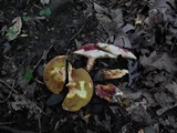 Boletus roodyi image