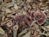 Hydnellum concrescens image