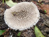 Amanita onusta image