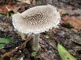 Amanita onusta image