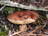 Leccinum manzanitae image