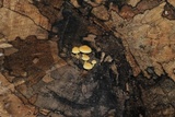 Pholiota limonella image
