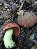 Boletus subluridellus image