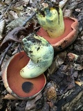 Boletus subluridellus image
