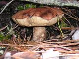 Leccinum manzanitae image
