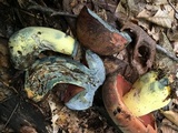 Boletus subluridellus image