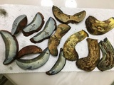 Boletus subluridellus image