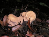Clavariadelphus occidentalis image