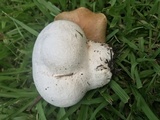 Calvatia cyathiformis image
