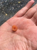 Hygrocybe psittacina var. perplexa image