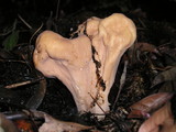 Clavariadelphus occidentalis image