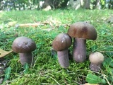 Tylopilus plumbeoviolaceus image