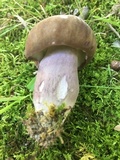 Tylopilus plumbeoviolaceus image