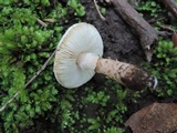 Lepiota spheniscispora image
