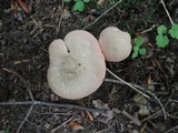 Hodophilus subfuscescens image