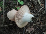 Hodophilus subfuscescens image